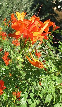 orangehoneysuckle (25K)